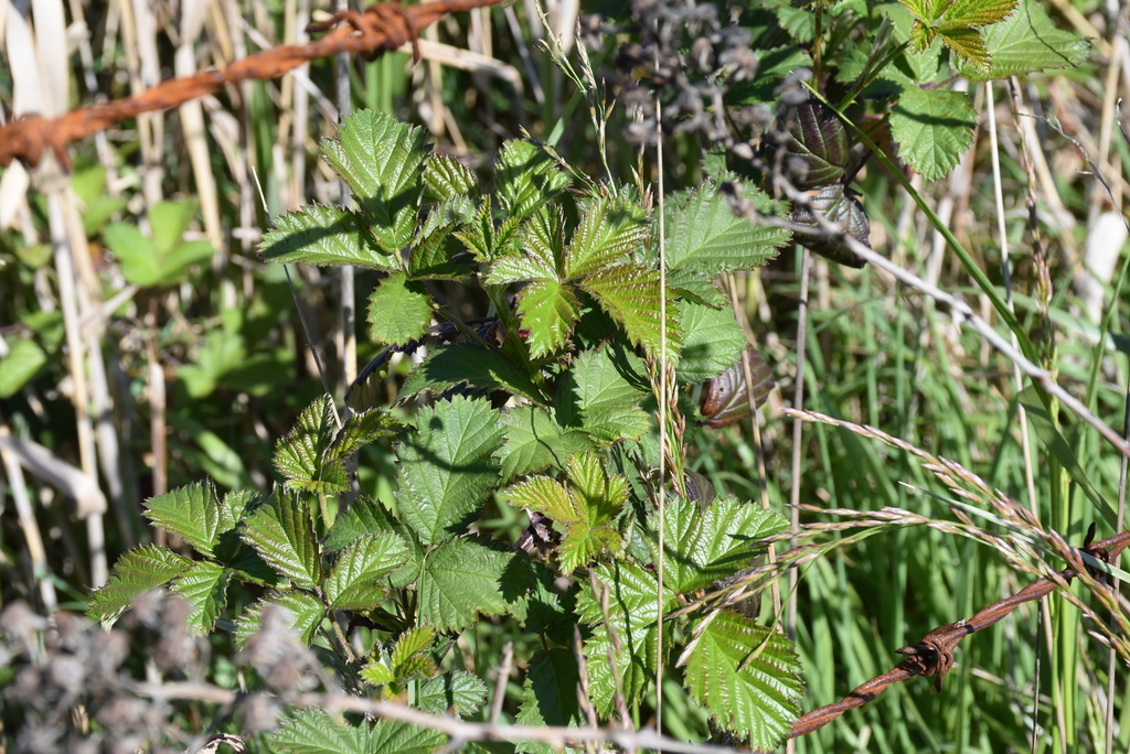 Rubus fruticosus agg.