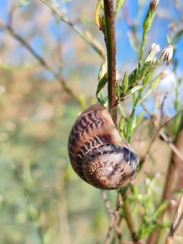 Cornu aspersum