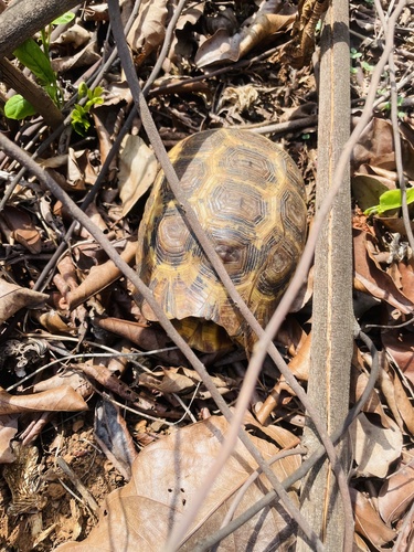 Western hinge-back tortoise