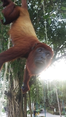 Alouatta seniculus