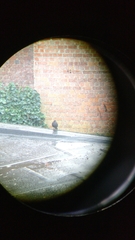 Turdus merula