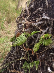 Davallia solida pyxidata