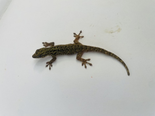 Chevron-throated dwarf gecko