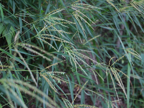Microstegium biaristatum observed 2025-10-25