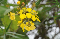 Stigmaphyllon bonariense