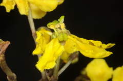 Stigmaphyllon bonariense