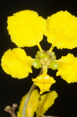 Stigmaphyllon bonariense