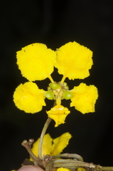 Stigmaphyllon bonariense