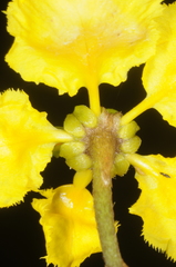 Stigmaphyllon bonariense