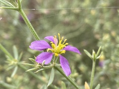 Fagonia mollis