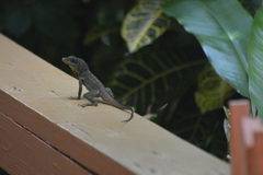 Anolis richardii