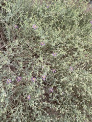 Fagonia mollis