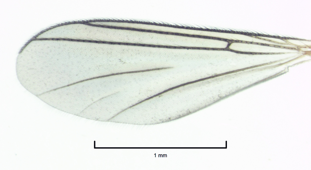 Neoaphelomera