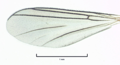 Neoaphelomera
