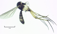 Neoaphelomera