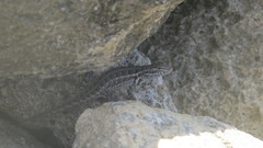 Sceloporus cozumelae