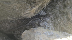Sceloporus cozumelae