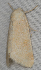Trichocosmia inornata