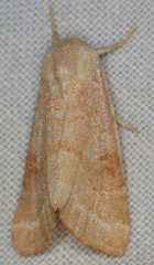 Trichocosmia inornata