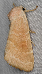 Trichocosmia inornata