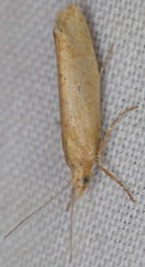 Ypsolopha cervella