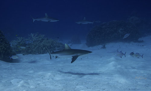 Grey reef shark