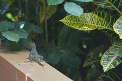 Anolis richardii