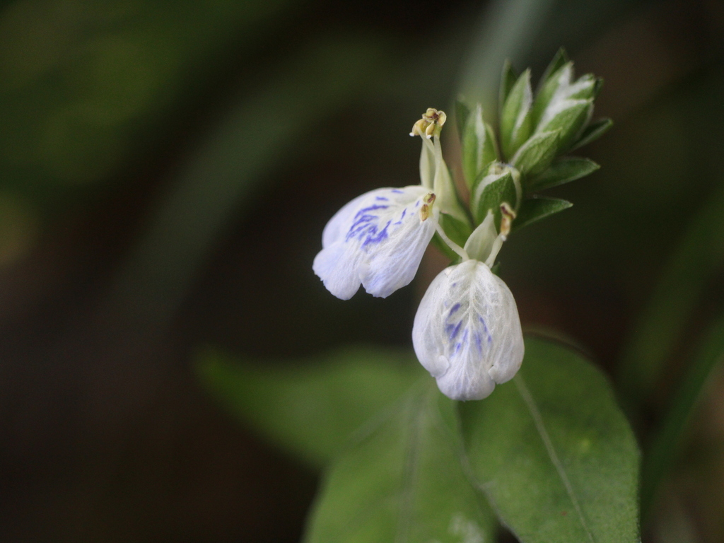 Rungia chinensis (Rungia chinensis)
