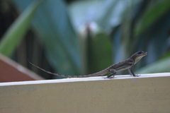 Anolis richardii
