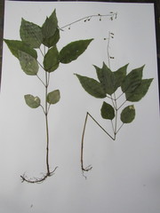 Circaea