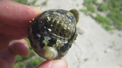 Chiton viridis