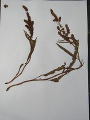 Rumex pallidus
