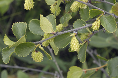 Betula divaricata