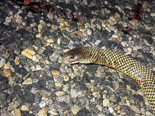 Mulga Snake sighting