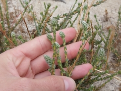 Fiveleaf Aspalathus (Aspalathus quinquefolia)
