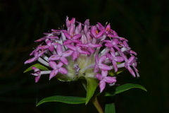 Pimelea rosea