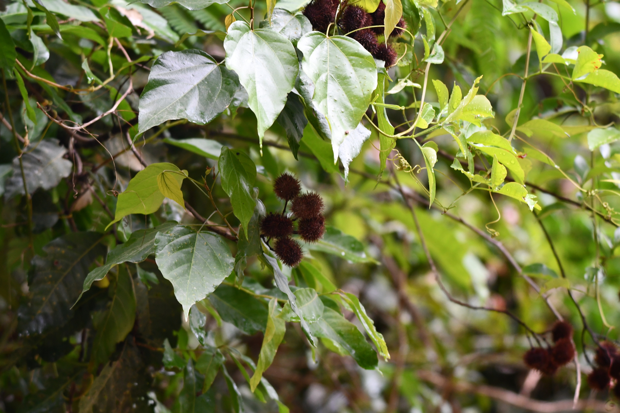 Bixa urucurana