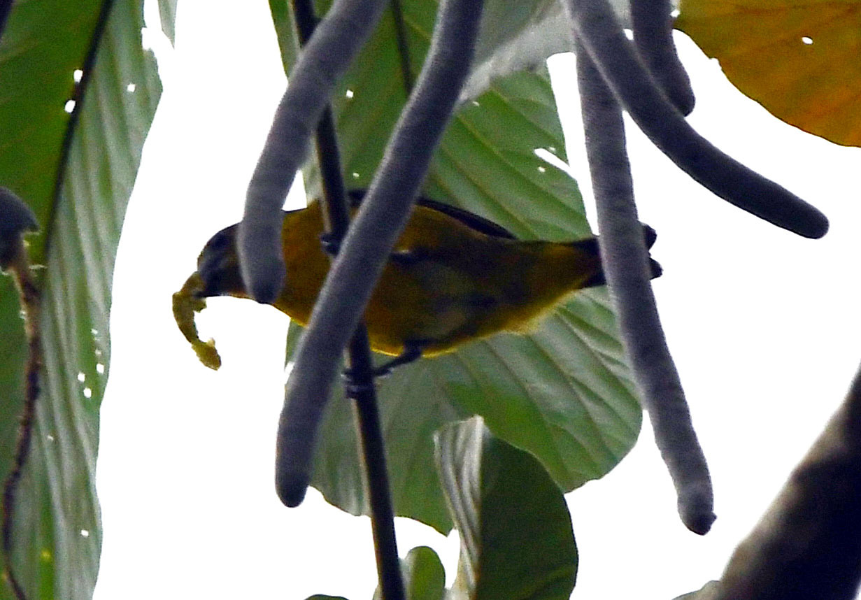 White-lored Euphonia (Euphonia chrysopasta), photo 8