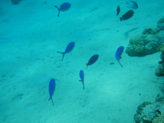Caesio lunaris