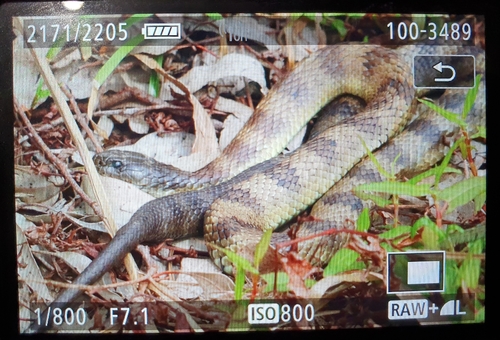 Tiger Snake sighting