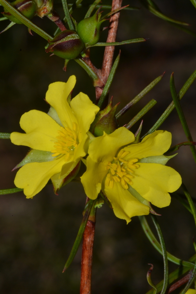 Hibbertia striata
