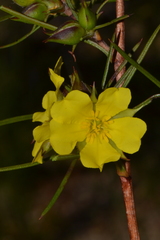 Hibbertia striata