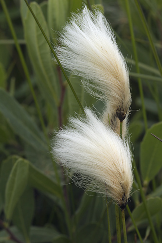 Eriophorum X medium