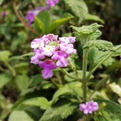 Lantana rugulosa, photograph (c) Esteban Poveda, some rights reserved (CC BY)