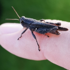 Acrididae