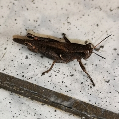 Acrididae