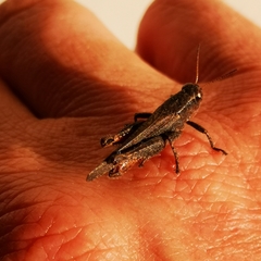 Acrididae