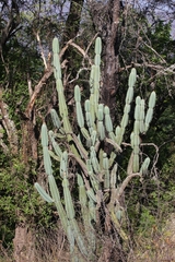 Cereus hankeanus
