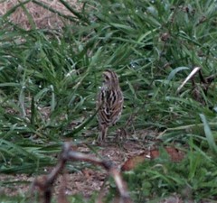 Passerculus sandwichensis savanna