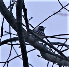 Dryobates pubescens pubescens